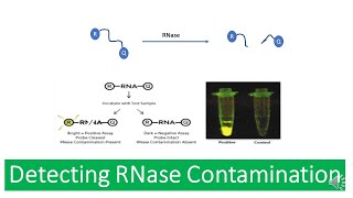 Ribonuclease RNAse  Properties of RNases RNAse Contamination and Detecting RNase Contamination [upl. by Eeliab]