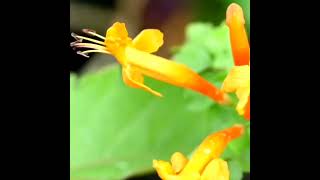 Honeysuckle Honeysuckle plant care How to grow honeysuckle Honeysuckle flowers Honeysuckle vine [upl. by Anayad602]