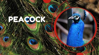 Peacock Peafowl [upl. by Leitman758]