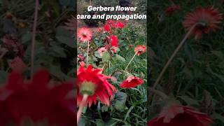 gerberagerberaplantcaregerberapropagationgardentourflowergardeninggardenshortsgerberaflower [upl. by Chenee]