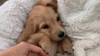 Daily Life Compilation of A Cute Longhaired Dachshund [upl. by Ebbarta]