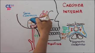 VASCULARIZACION ARTERIAL ENCEFALICA PARTE 1 carotida interna [upl. by Sarene]