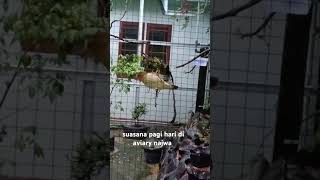 suasana pagi di aviary najwa setelah Pilkada kicaumania aviaryminioemahmanoek birds aviaryalam [upl. by Savell170]