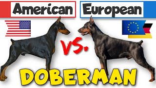 Behavior Differences Between American and European Dobermans [upl. by Scrivings5]