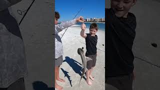 Bonnethead shark fishcatching shark [upl. by Jerri29]