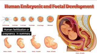 Fertilization and Pregnancy Animation [upl. by Arras]