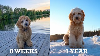 Tarzan the labradoodle growing up [upl. by Enilesor]