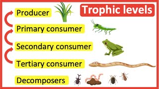 Trophic levels  Producer primary consumer secondary consumer tertiary consumer amp decomposers [upl. by Yardna179]