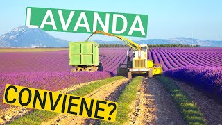 Si Guadagna con la LAVANDA [upl. by Esaj]