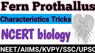 FernProthallusCharacteristic of ferns prothallusTrick to learn fern prothallusClass11NEETNCERT [upl. by Gregorio]