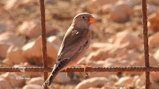 Trumpeter Finch male [upl. by Hadleigh285]