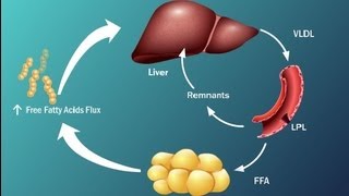 Fatty Acids and Disease in Type 2 Diabetes [upl. by Norreg]