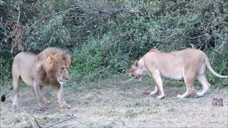 Lioness with new cubs smacks male lion that ate her previous litter [upl. by Nettie]