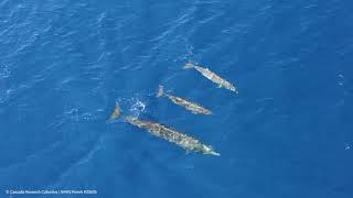 Blainvilles beaked whales off Kona Coast [upl. by Haceber]