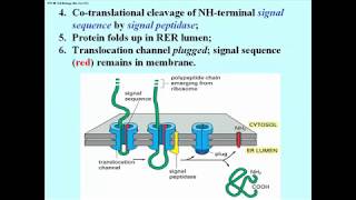 306 Details of the Signal Hypothesis [upl. by Llewol]