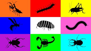 Insect Pill Bug Grasshopper Mantis Caterpillar Milipede Beetle Scorpion Wasp Leafbug [upl. by Dualc]