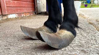 Trimming Extremely Long Hooves On A Shetland Pony [upl. by Jarek625]