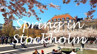 Cherry Blossoms of Kungstradgarden Stockholm 4K [upl. by Nylac]