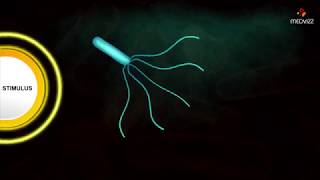 Flagellar Movement  Medical microbiology animations [upl. by Ahseikram]