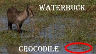 Waterbuck spots Crocodile [upl. by Eelahc]