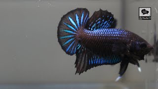 Bettas Splendens Plakat Tradicionales [upl. by Gazzo]