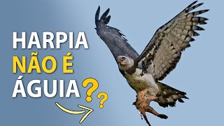 HARPIA é uma ÁGUIA ou GAVIÃO  Gaviãoreal uma águia brasileira [upl. by Nnahsal477]