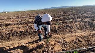 Así se cosecha el espárrago en Caborca Sonora [upl. by Enois]