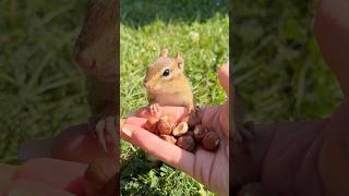 Quick and nutty shorts funny comedy skills charlie full chipmunk animals wise cute food [upl. by Traweek]