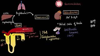 Regulation of kidney function  Excretory products and their elimination  Biology  Khan Academy [upl. by Anneirda]