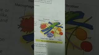 Areolar connective tissue [upl. by Anon]