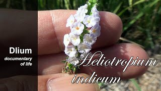 Indian heliotrope Heliotropium indicum  part 2 [upl. by Kenzi]