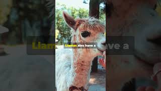 MindBlowing Llama Facts You Didnt Know🦙🦙🦙 LlamaFacts LlamaLove AnimalFacts CuriousCreatures [upl. by Marko777]