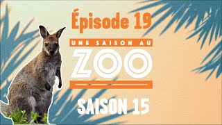 Un nouvel enclos pour les wallabies et les kangourous S15E19 INTEGRAL [upl. by Atterual]