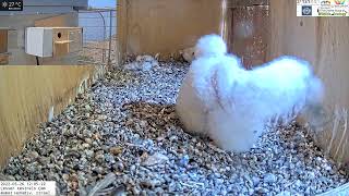 Lesser kestrel nestling has fun and plays hunter with shrew small mammal that Dad provided [upl. by Oihsoy215]