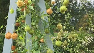 Balloon Vine  Cardiospermum halicacabum [upl. by Aeikan]