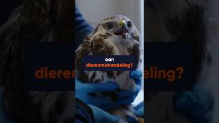 🦉 Is er sprake van dierenmishandeling bij opvanglocaties voor wilde dieren [upl. by Ck74]