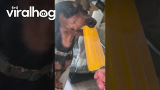 Dog Comically Rests Nose While Licking Ice Cream  ViralHog [upl. by Aicilegna]