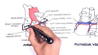 Clinical Anatomy  Cardiac Coronary Vessels left and right coronary artery venous sinus [upl. by Apfelstadt]