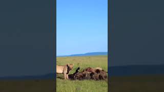 Lion and African Dog Feast Together Wildlife Savanna [upl. by Neeven474]