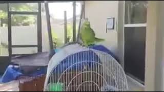 Parrot singing spanish amp talking [upl. by Sackman699]