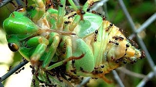 Cicada Life And Death The Dangers Of Adult Cicada Life Cycle  Ants [upl. by Giguere]