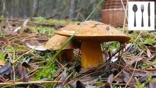 Maślak Pstry  Suillus variegatus  Jaworzno [upl. by Tobe]