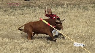 quotDos Toros muy Buenosquot Pero no Pierdas la Cara Al Toro Albalate de Zorita 29092024 GuadaEncierros [upl. by Llewellyn]