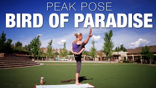 Peak Yoga Pose Class  Bird of Paradise  Five Parks Yoga [upl. by Nediarb430]