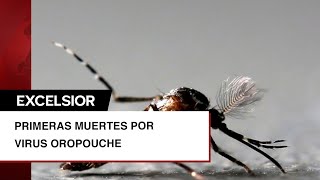 Virus Oropouche reportan las primeras dos muertes en el mundo ¿hay peligro [upl. by Carling]