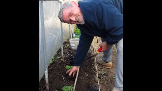 le 07042024 Comment je plante mes tomates [upl. by Alludba378]