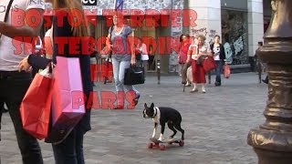 skateboarding Dogs [upl. by Dehlia]