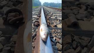 Fish train train indianrailways railway fishing automobile army ntpckacutoffkitnajayega [upl. by Tanya]