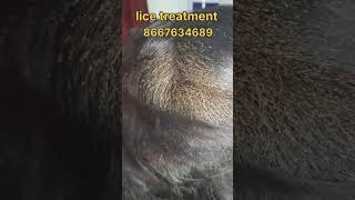 How to remove nits and lice nits hair lice nits and lice peenu eeru removal nits removal [upl. by Trellas]