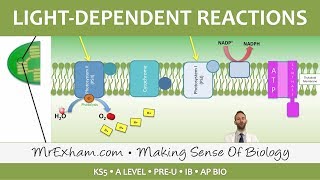 Photosynthesis  Lightdependent Stage  Post 16 Biology A Level PreU IB AP Bio [upl. by Clovah]